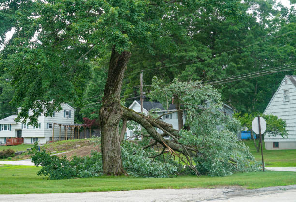 Tree Branch Trimming in Meridian, CO